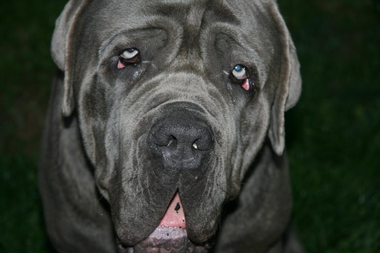 022 - Poze Mastino IN MEMORIAM