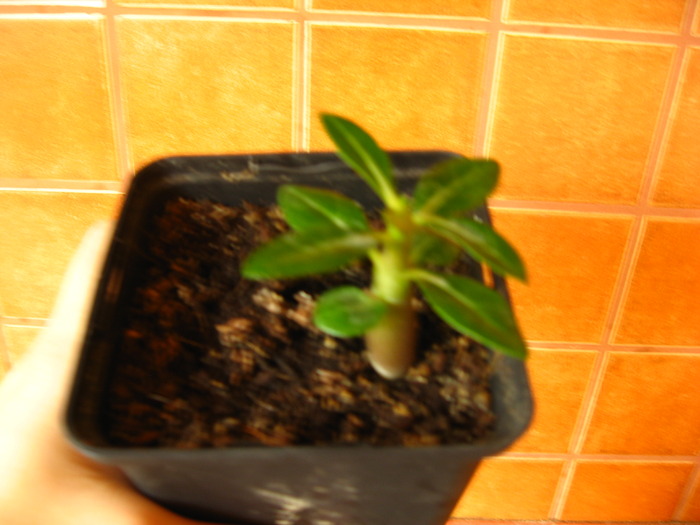 07.11.2009 - adenium