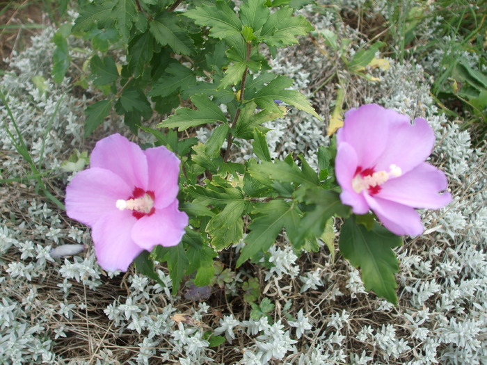 hibi de gradina - gradina