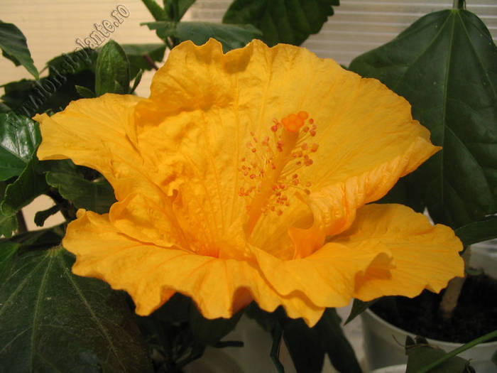 Hibiscus galben gofrat 1