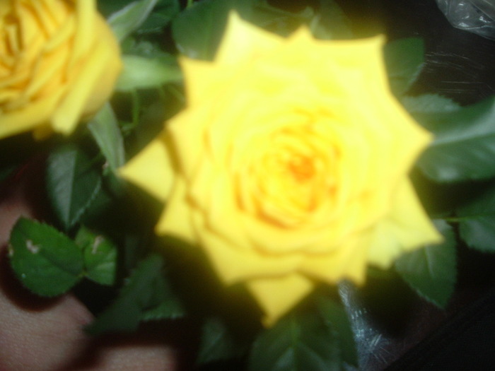 DSCF8657; minirosa galben-noua achizitie
