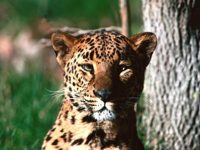 Eye to Eye, Leopard - leoparzi si tigri