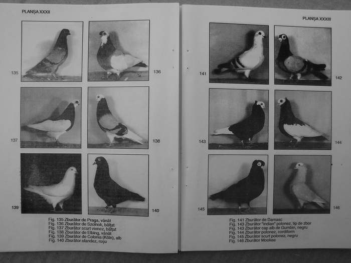 farmecul columbofiliei- bonatiu 098 - Carti despre Porumbei - - Books about Pigeons