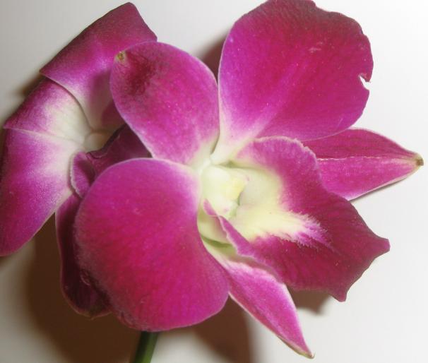 Orchid MyCl - Flori