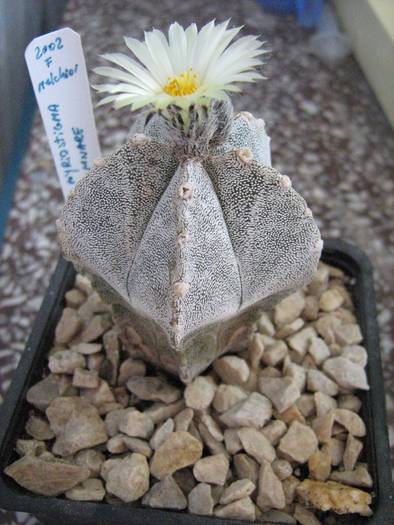 IMG_8421 - Astrophytum