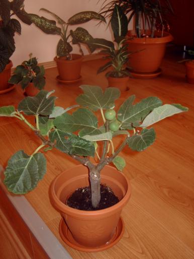 smochin - Plantele mele de interior