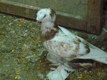tobosari germani - X-TODAS LAS RASAS DE PALOMAS EN EL MUNDO