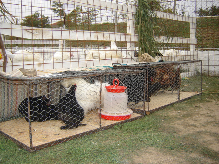 DSC05265 - ziua recoltei cumpana constanta 03_10_2009