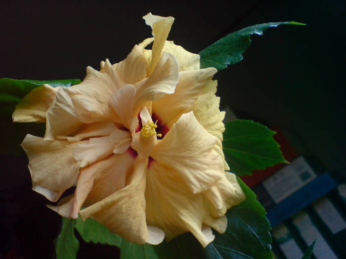 DSC02969 - Hibiscus 2009