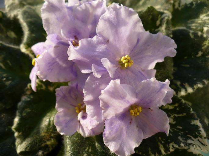 P1020839 - Violete africane