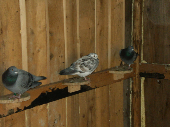 HPIM3065 - porumbei 2009