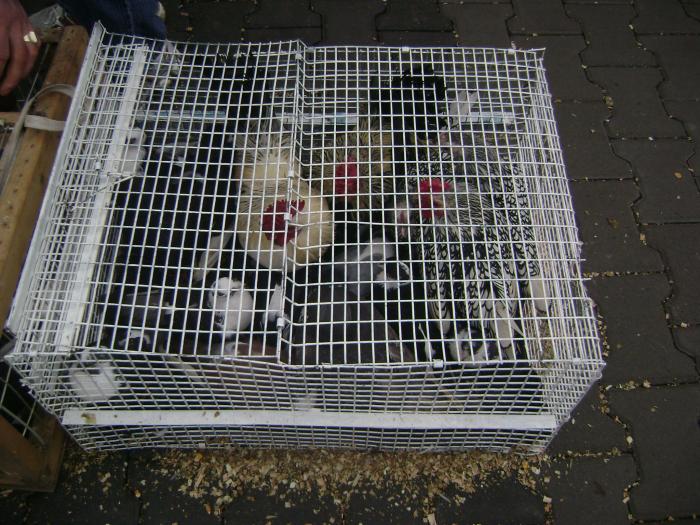 DSC05700 - Expozitie Sancraiu de Mures 2009 - Targ