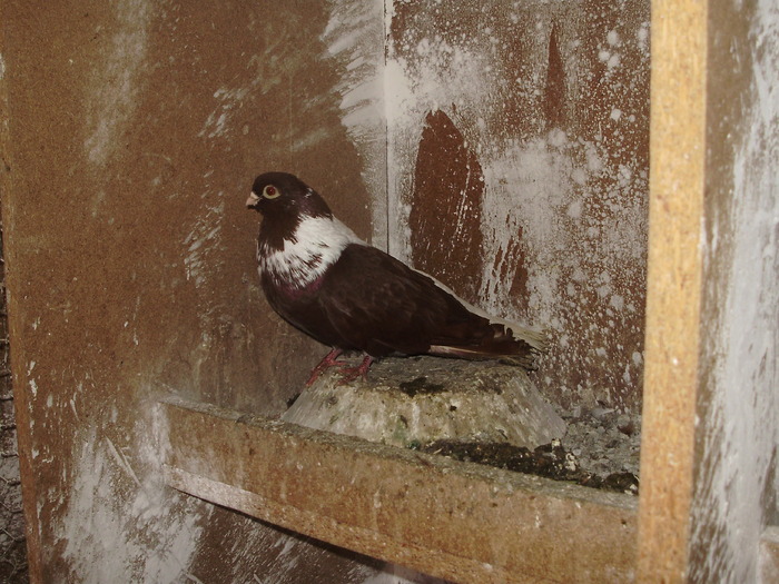 P9061386 - 1709 Marian Anghel