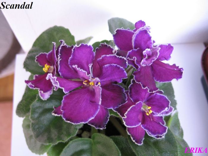 Scandal 2009 jun 13 - Violete de colectie