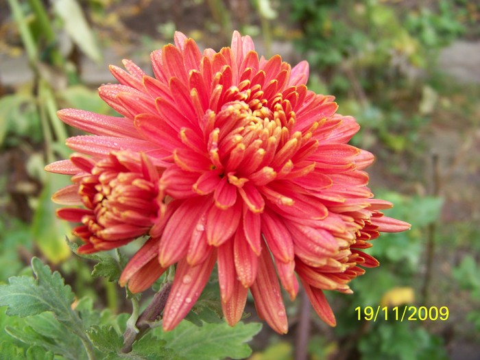 100_4773 - Toamna in curte  Timisoara