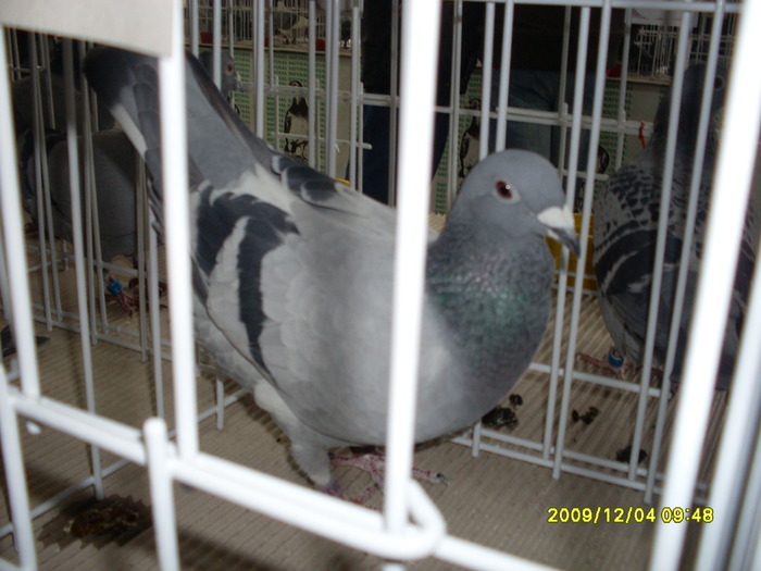 SDC11982 - expozitie deva 12-06-2009