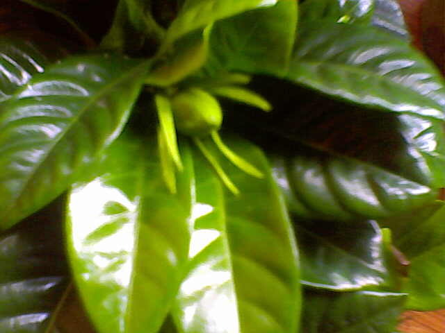 Picture 030 - ultimile achizitii 2009