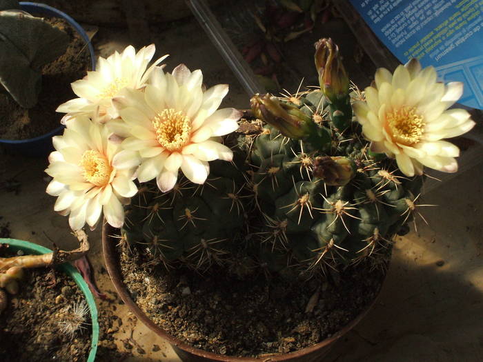 Gymnocalycium