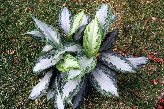 Aglaonema Silver Z1 - AGLAONEMA