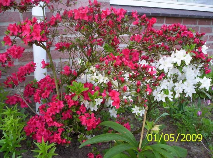 Rhododendroni 1 mai 2009