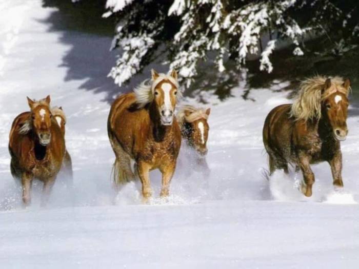 snow-horses