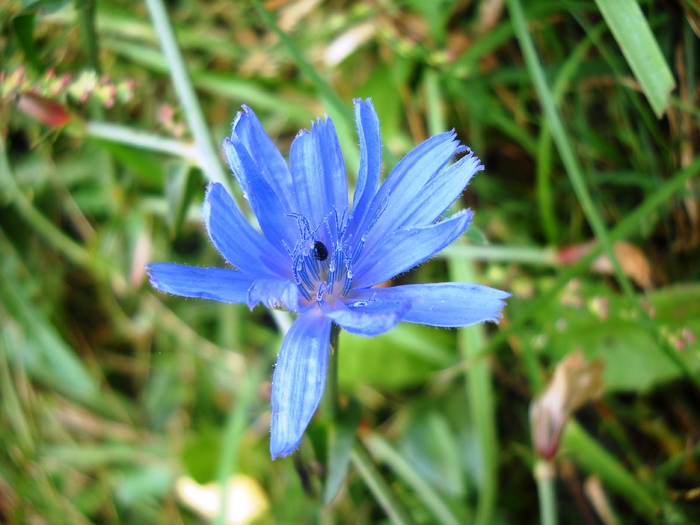 Picture 195 - flori dragute