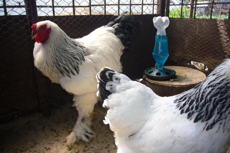 brahma herminat deschis