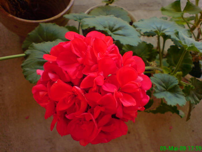 Sfera de flori rosii - Muscatele Penelopei