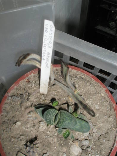 Gasteria bicolor v, liliputana - cactusi la iernat 2008-2009