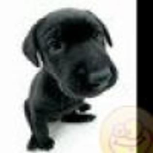 avatare_gratuite_eec448f644a6d144e32eef073935aa37 - CATELUSI