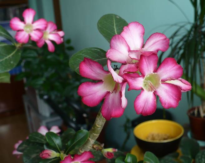 P1130337 - ADENIUM OBESUM