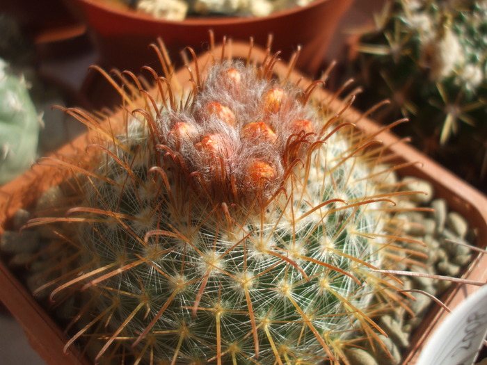 Parodia aureispina boboci; Parodia aureispina boboci
