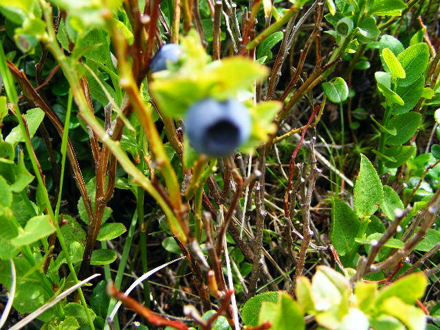 DSCF3038 - Suior Poiana Mlejnita Varful Secatura Creasta Cocosului  din Muntii Guta