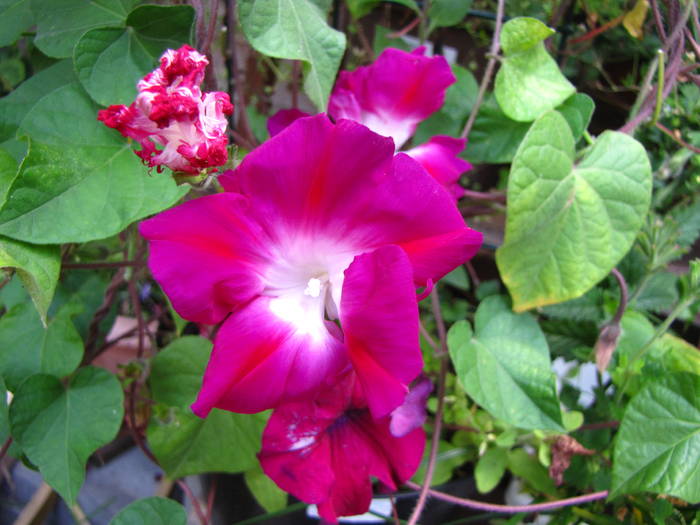 Ipomoea Morning Glory 1 aug 2009 (2) - ipomoea - zorele