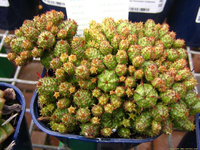 euphorbia_submammillaris_1