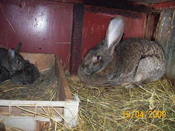 Picture 036 - poze iepuri aprilie 2009