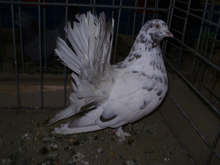 10950 rd 0 - 1507 partea 6a