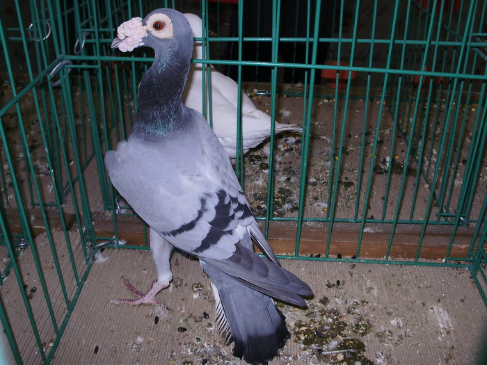 6570 c 1 - 1507 partea 1b