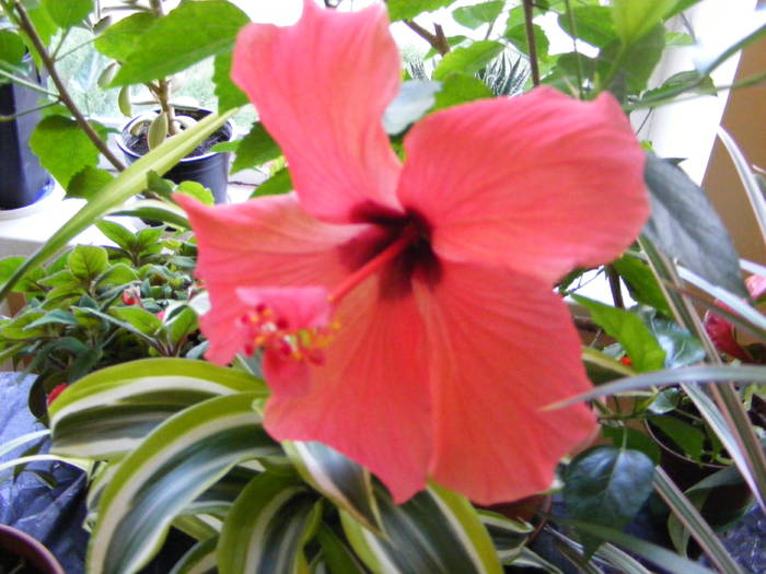 hibiscus - flori si animale 2009