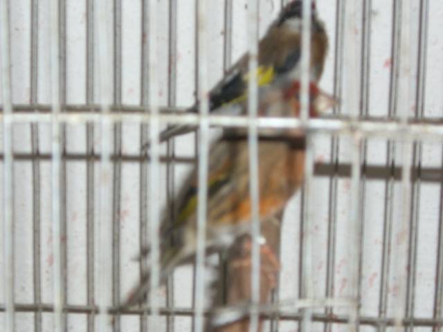 CIMG0876 - canari de postura de culoare side cantec