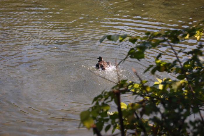 DSC_0251_resize - Bois de coulogne