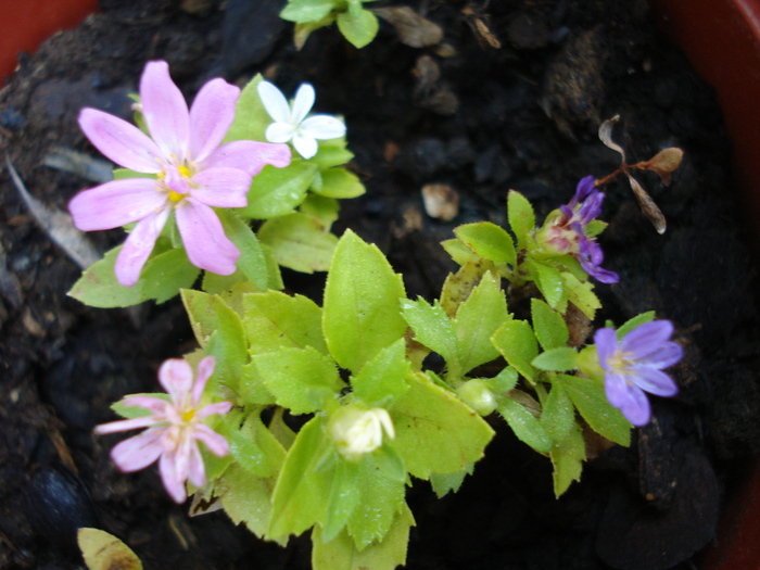 Aster nano (2009, September 14)