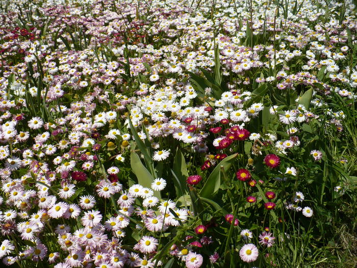 Bellis perenis (paralute/banutei)