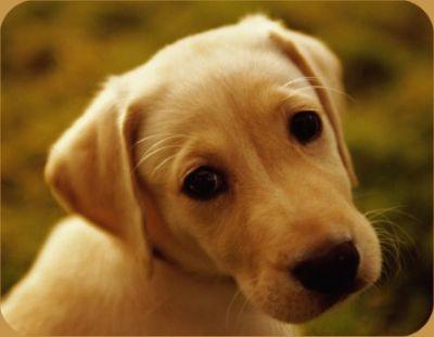 labrador - catelusi