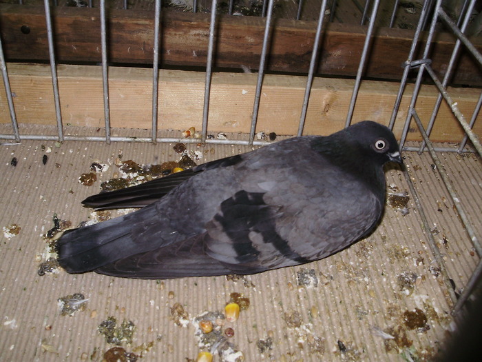 11486 et 0 - 1507 partea 6b