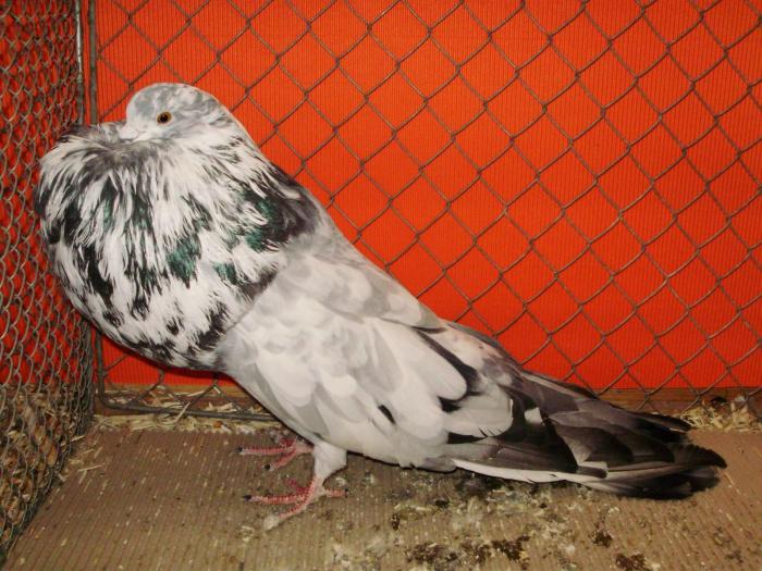 07560 og kropfer tig 1