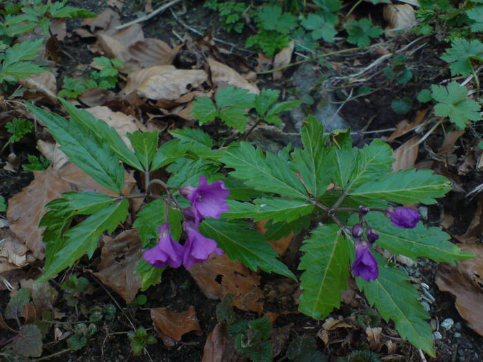 DSC00731 - Flori de camp