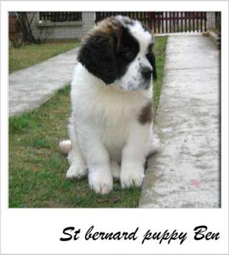 ben-stenac-bernardinca