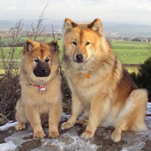 EURASIER - RASE CAINI