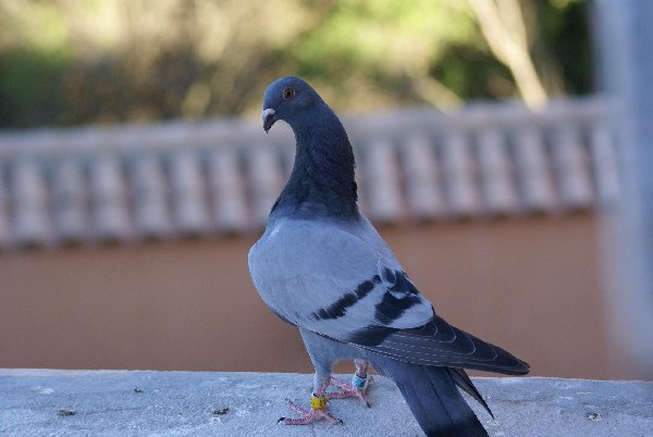 curiosul; pui care promite mult
